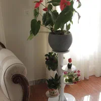 استند گل ضد آب 5 طبقه|گل مصنوعی|اصفهان, باغ فدک|دیوار