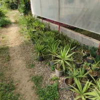 یوکا بنسای