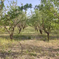 باغ داری میوه|فروش زمین و ملک کلنگی|اصفهان, آفاران|دیوار