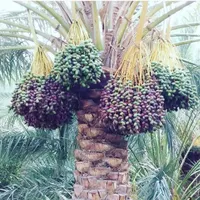 (نخل ستان)