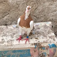 کبوتر پلنگ زرد