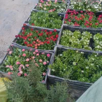 کلیه کارهای باغبانی سم پاشی هرس کاری بیل زنی سوسک|خدمات باغبانی و درختکاری|تهران, مهران (سیدخندان)|دیوار