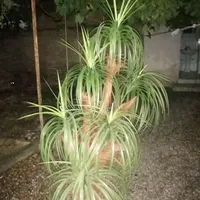 درختچه مصنوعی