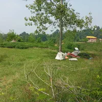 زمین / مسکونی / ویلایی / ۱۴۳۰ متری / چماچاه|فروش زمین و ملک کلنگی|رشت, منظریه|دیوار