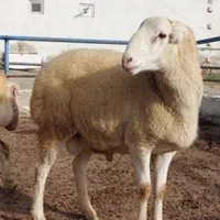 گوسفند فروشی همه نوع دام باکیفیت گوشتی بره زنده|حیوانات مزرعه|تهران, گلستان (شهرک راه آهن)|دیوار
