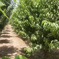 ۱۲۰۰ متر باغ محصور کریم آباد(عباس آبادعلاقبند)|فروش زمین و ملک کلنگی|تهران, کریم‌آباد|دیوار