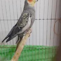 عروس هلندی