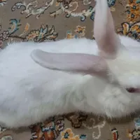 خرگوش نر بالغ مناسب خرگوش ماده