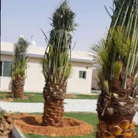 نخل پایتخت پالم زیبا The palm the capital|گل مصنوعی|تهران, افسریه شمالی|دیوار