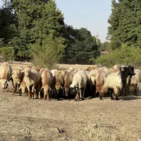 سبلان سهند چراگاه|حیوانات مزرعه|تهران, گلستان (شهرک راه آهن)|دیوار