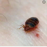 سم پاشی|خدمات نظافت|بندرعباس, |دیوار