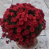 هرس -شمشاد زنی -علف زنی با دستگاه -سمپاشی باغ حیاط|خدمات باغبانی و درختکاری|زنجان, |دیوار