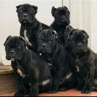 پرورش ژرمن- رتوایلر -دوبرمن و کنکورسو ۶۰ روزه|سگ|اهواز, کیانپارس |دیوار