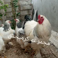 مرغ ویاندوت تخم نطفه ازتمام ذاتها یک جفت مولداورنج|پرنده|شیراز, حافظیه|دیوار