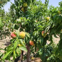 فروش باغچه ۲۰۰متری