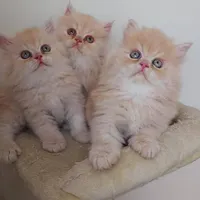 گربه های اصیل خونگی تو از ما بگیر ( irancats)|گربه|شیراز, کوی طلاب|دیوار