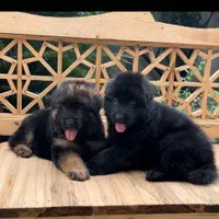 ژرمن بلک و دورنگ کینگ و موکوتاه