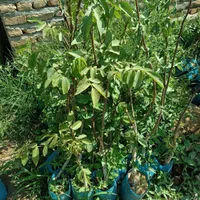 نهال ازگیل عناب میوه و پسته|خدمات باغبانی و درختکاری|تاکستان, |دیوار