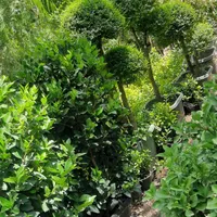 گل  و گیاه  زینتی   نمونه