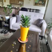 گیاه دراسنا کامپکت، با گلدان، سبز و سرحال