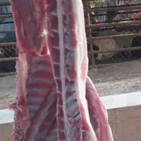 گوسفند زنده بره طلایی|حیوانات مزرعه|ملارد, |دیوار