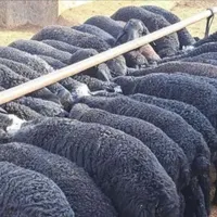میش و بره