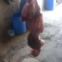 گوساله گوسفند زنده جایگاه معتبر فروش