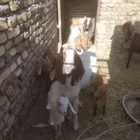 بز نر پاکستانی|حیوانات مزرعه|سبزوار, قصبه شرقی|دیوار
