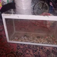 آکواریوم