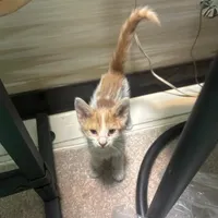 واگذاری رایگان بچه گربه دستی واکسن زده شده