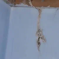 سمپاشی وریشه کنی موریانه.ساس بصورت خلاصی عمری