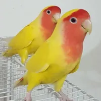 کوتوله برزیلی گم شده