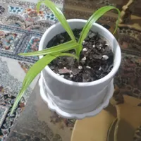سلام ، گل آپارتمانی جوان خاک برگ و گلدان سرامیکی|گل و گیاه طبیعی|فولادشهر, مسکن مهر فولادشهر|دیوار
