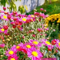 (گمشده)شتیل و پیاز انواع گل و گیاه|اشیا|ارومیه, |دیوار