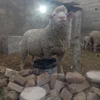 قوچ ایلدوفرانس سنگین وزن وارداتی بینظیر|حیوانات مزرعه|تهران, بلوار کشاورز|دیوار