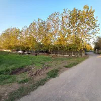 مسکونی ۵۰۰ متری بر آسفالت محدوده لشت نشا|فروش زمین و ملک کلنگی|لشت نشا, |دیوار