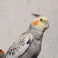 عروس هلندی گم شده