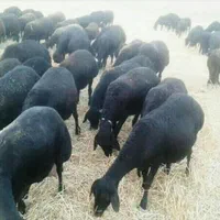 گوسفند زنده در پیروزی