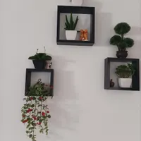 گل های کاکتوس خارجی