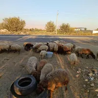 گوسفند فروشی در گلستان و صالح آباد همراه قصاب