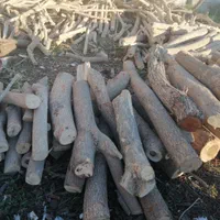 درخت بیدکویتی و اکالیپتوس و قطع نخل|خدمات باغبانی و درختکاری|برازجان, |دیوار