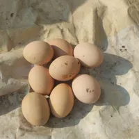 تخم لاری نطفه دار