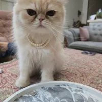 گربه نژاد پرشین اصل