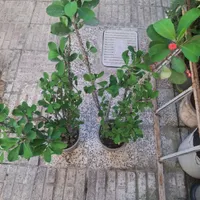 بابا ادم/ شفلرا/گل مرجان|گل و گیاه طبیعی|رشت, نظری|دیوار