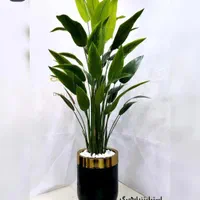 درختچه قیمت عمده