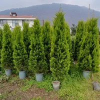 حراج لاوسون طلایی