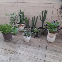 گل طبیعی|گل و گیاه طبیعی|رشت, نظری|دیوار