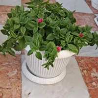 گل وگیاه خانگی
