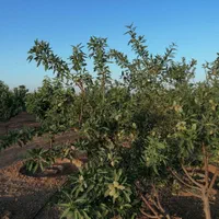 فروش باغ میوه ۲۰۰۰ متری جنب باغ های دانشگاه|فروش زمین و ملک کلنگی|مبارکه, |دیوار