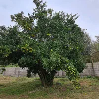 زمین قابل معاوضه بر اصلی روستا (محصور و کنتور برق)|فروش زمین و ملک کلنگی|رشت, آزادگان|دیوار
